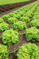 Image showing Fresh lettuces in the fields