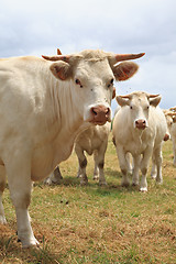 Image showing Blondes d'Aquitaine cows