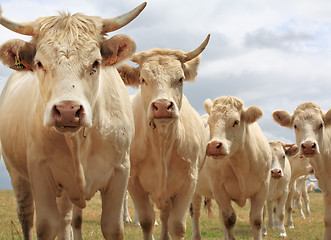 Image showing Blondes d'Aquitaine cows