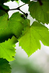 Image showing green leaves