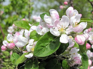 Image showing blooming apple tree