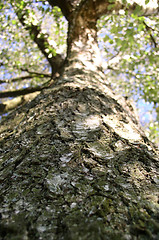 Image showing Birch