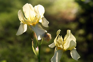 Image showing Sunlit Flowers