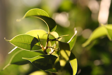 Image showing Sunlit Leafs