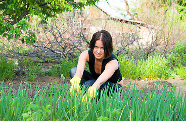 Image showing gardening