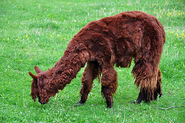 Image showing Alpaca