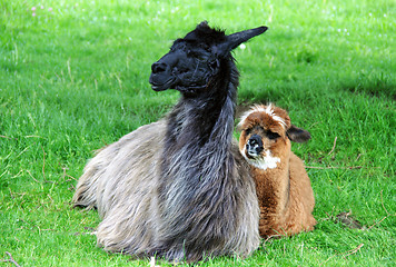 Image showing Alpaca family