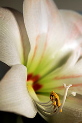 Image showing Amaryllis - Close Up