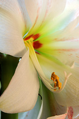 Image showing Amaryllis - Close Up