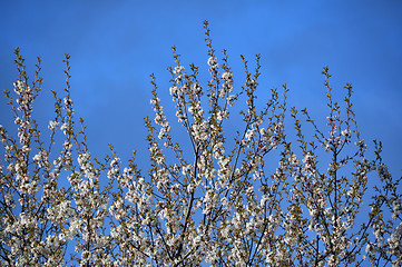 Image showing Apple blossom