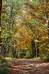 Image showing Autumn trees