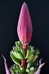 Image showing Banana blossom with leaves