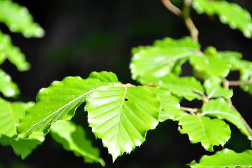 Image showing Beech leaves in spring