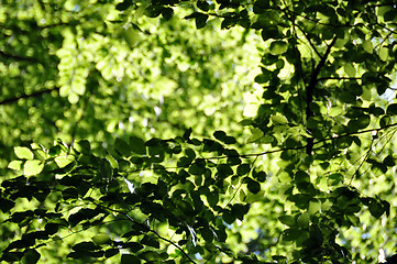 Image showing Beech leaves in spring 3