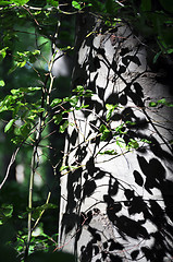 Image showing Beech tree reflection in spring