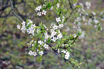 Image showing Blackthorn blossom