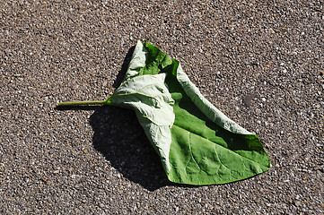 Image showing Leaf on the street