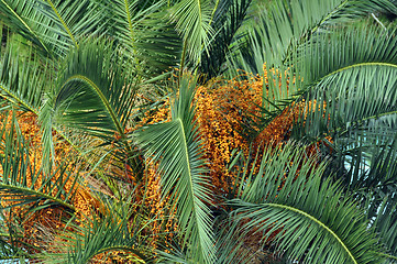 Image showing Blossoming palm tree