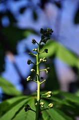 Image showing Chestnut blossom