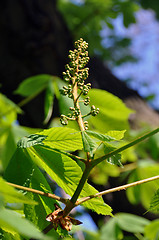 Image showing Chestnut blossom