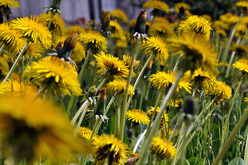 Image showing Dandelion field