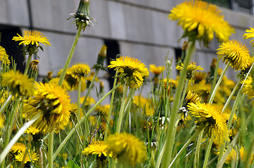 Image showing Dandelion field