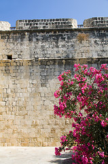 Image showing Limassol castle with flowering plant Cyprus