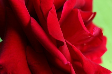 Image showing Rose Red