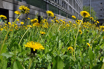 Image showing Dandelion field