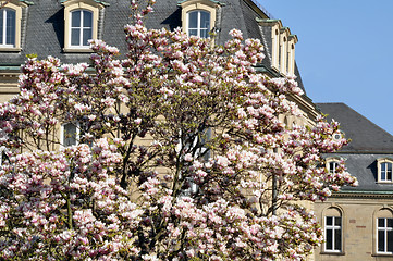 Image showing Blossoming magnolia tree