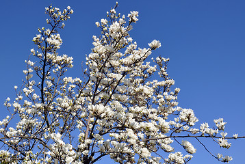 Image showing Blossoming magnolia tree