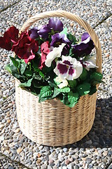 Image showing Basket with pansies