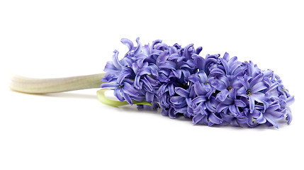 Image showing Violet exotic flower
