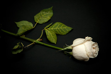 Image showing Blanching rose