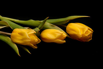 Image showing Three yellow tulips