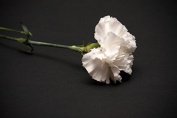 Image showing White carnation