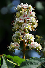 Image showing Chestnut blossom