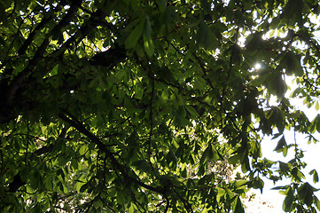 Image showing Chestnut tree in sunlight