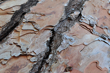 Image showing Close-Up of Tree Bark