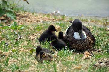 Image showing Duck family