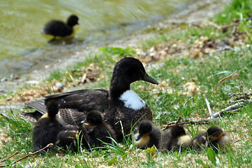 Image showing Duck family