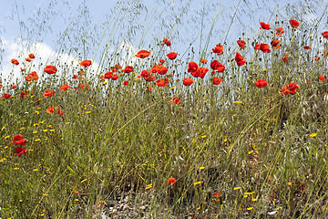 Image showing Field of poppies