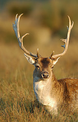 Image showing Fallow deer buck