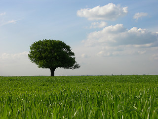 Image showing           Lonely Tree