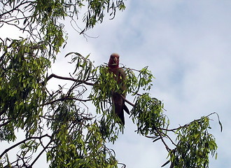 Image showing The parrot on the tree