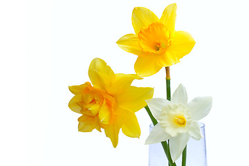 Image showing Three Yellow Narcissus isolated