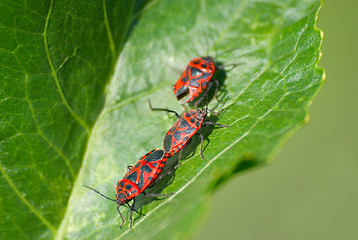 Image showing Beetles