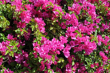 Image showing Closeup Bougainvillea