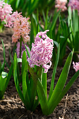 Image showing hyacinth flowers