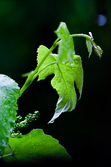 Image showing green leaves